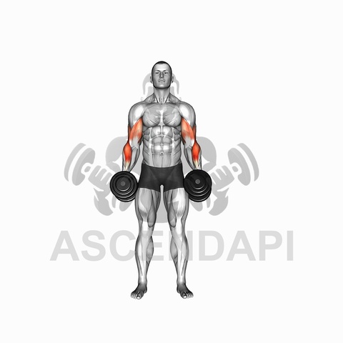 Cross Body Hammer Curls